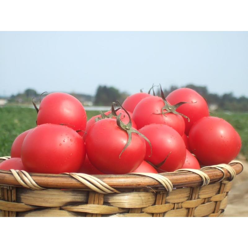 KAGOME（カゴメ） トマトジュース食塩無添加 190g 30本 トマトジュース