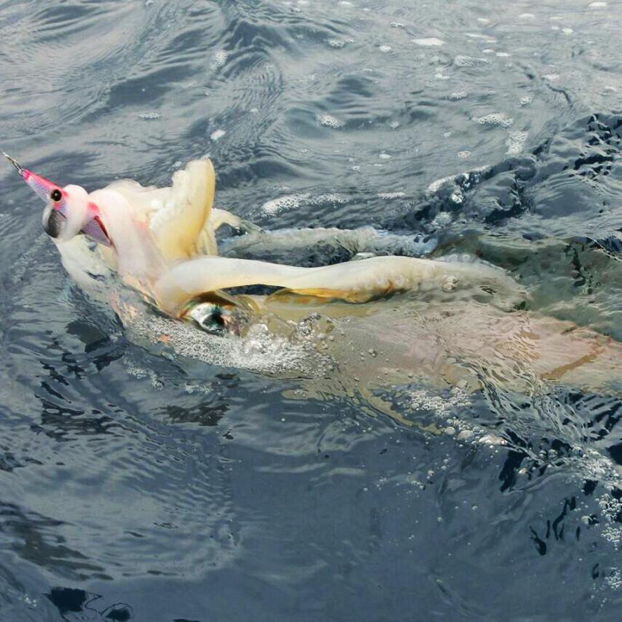 キーストン モンローエギ モンスターチューン5号　v2 9本セット キーストン モンローエギ モンスターチューン5号 v2 9本セット