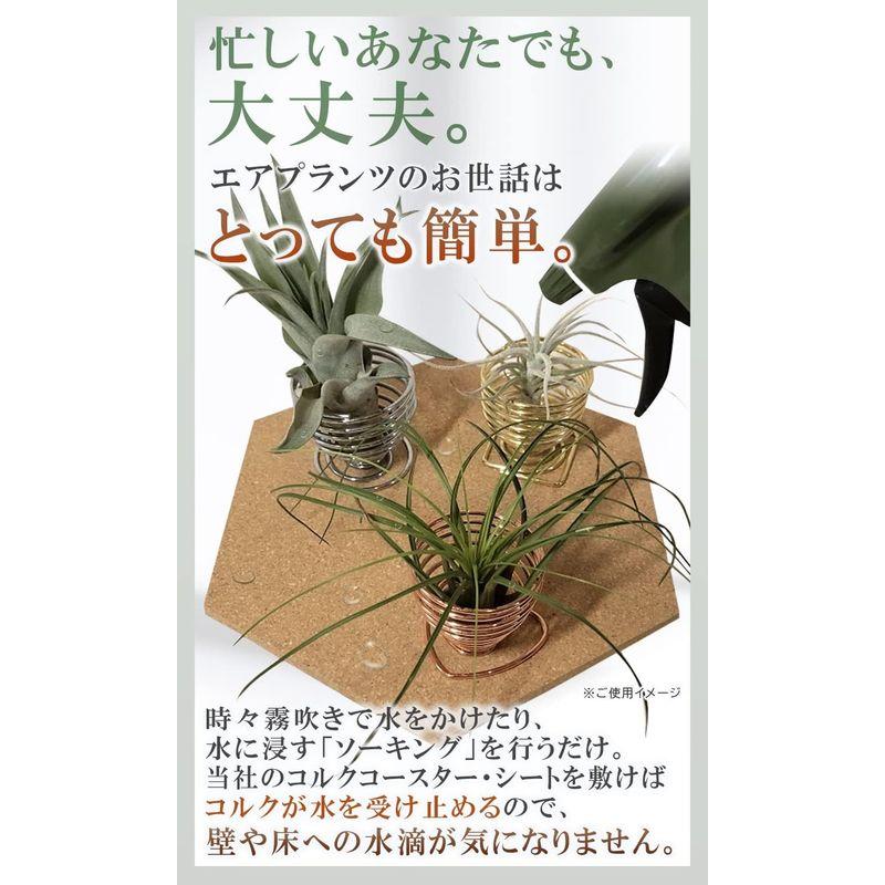 エアプランツ ホルダー スタンド 観葉植物 本物 チランジア コルク へご WinJapan (丸型３個)｜keywest-store｜03