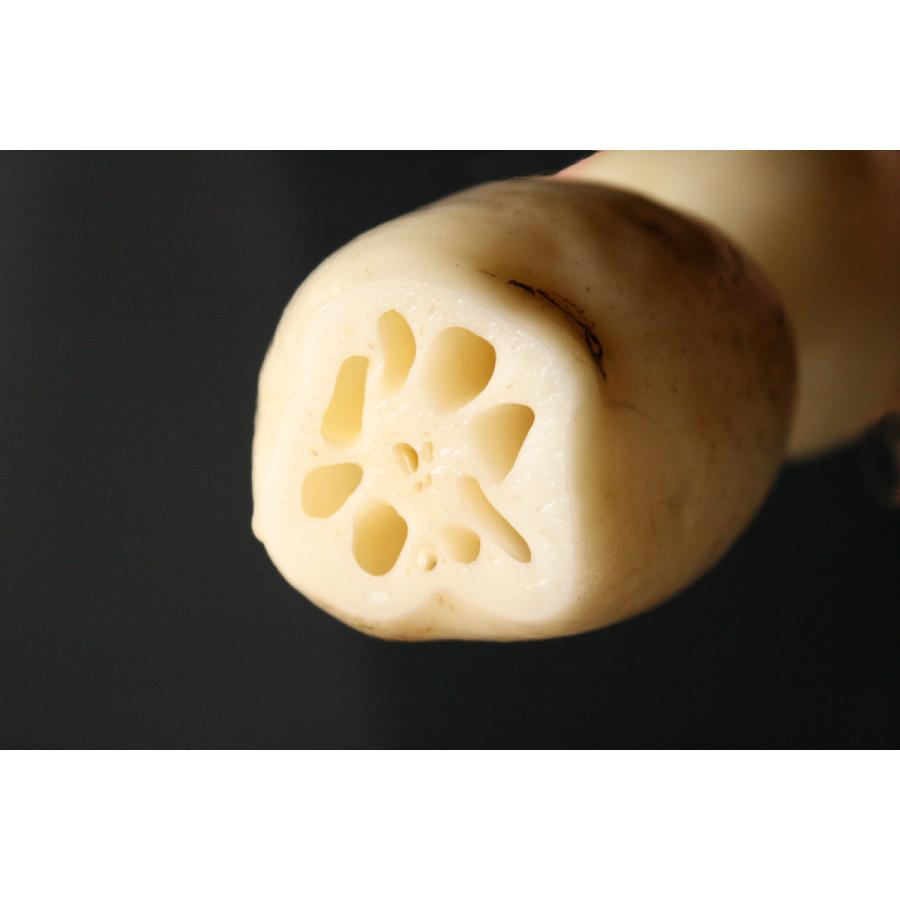 れんこん 美肌れんこん 2kg箱 茨城県霞ケ浦 れんこん3兄弟 産地直送 送料無料 0870t007 農家の台所yahoo 店 通販 Yahoo ショッピング