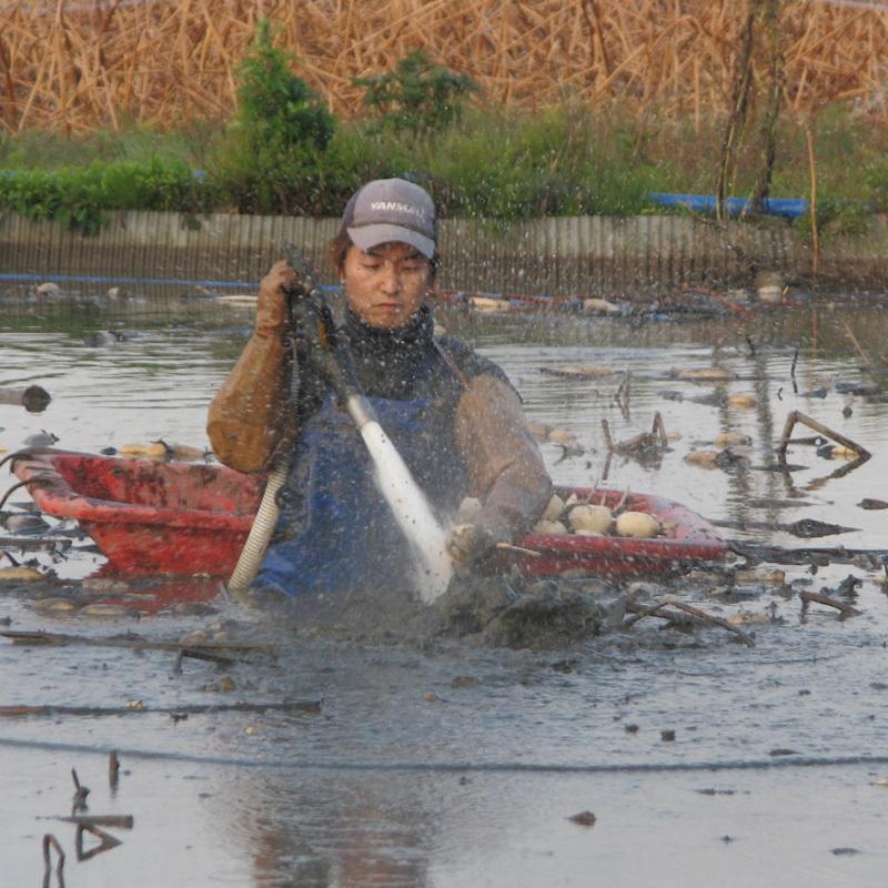 れんこん 美肌れんこん 2kg箱 茨城県霞ケ浦 れんこん3兄弟 産地直送 送料無料 0870t007 農家の台所yahoo 店 通販 Yahoo ショッピング
