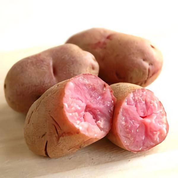 じゃがいも ノーザンルビー 5kg 熟成 北海道産 送料無料 ピンク色 農家の台所yahoo 店 通販 Yahoo ショッピング