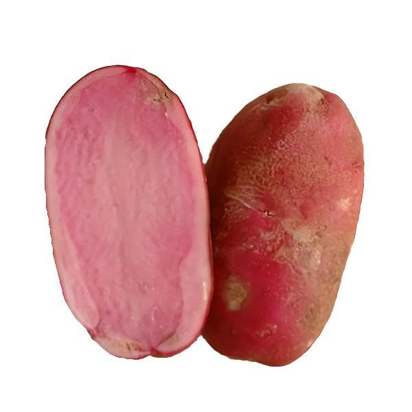 じゃがいも ノーザンルビー 5kg 熟成 北海道産 送料無料 ピンク色 農家の台所yahoo 店 通販 Yahoo ショッピング