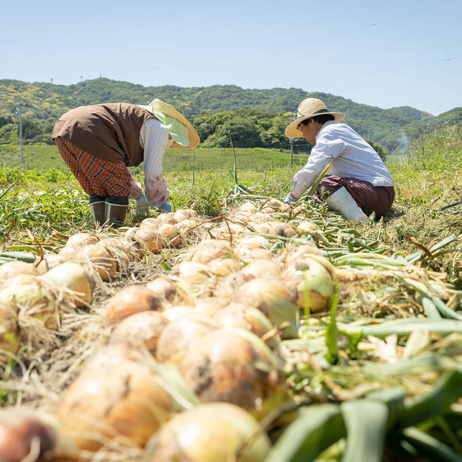 淡路島 玉ねぎ 新玉ねぎ 3kg 送料無料 / オニオンスープ 無農薬野菜 減農薬 無農薬 有機 野菜 サラダボウル サラダ玉ねぎ｜kfvfruit｜02