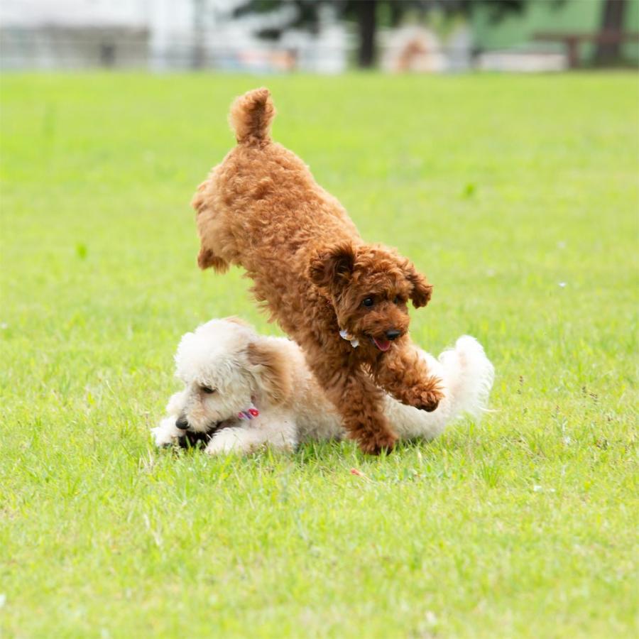 犬 おやつ 国産 無添加 食べきり一口キュウブミックス 1kg 業務用 硬い 鹿肉 レバー ささみ 馬肉の画像