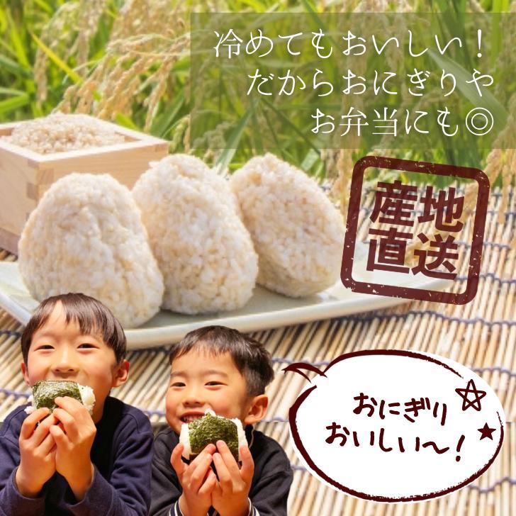 コシヒカリ 米 5kg 令和7年産 玄米 5kg 新潟県産 米5kg 令和6年 新潟