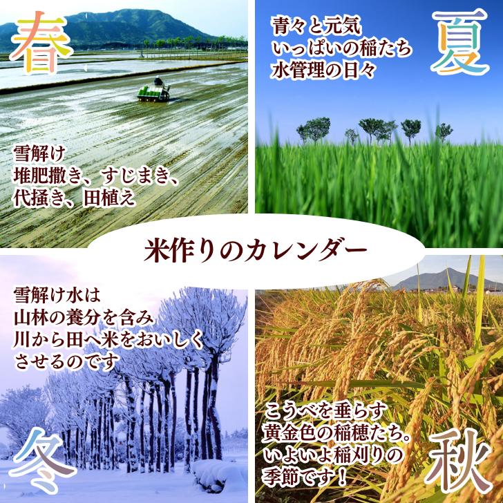 コシヒカリ 米 20kg 令和7年産 新潟コシヒカリ 新潟産 5kg×4袋 2025 