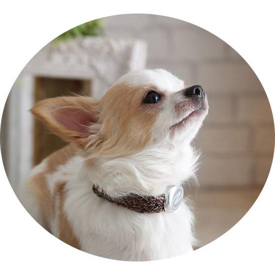 Zaoral（ザオラル）リカバリー・α（アルファ）バンド BR/SI（ブラウン/シルバー）B24821 | Cronos | 10