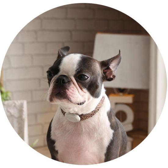 Zaoral（ザオラル）リカバリー・α（アルファ）バンド BR/SI（ブラウン/シルバー）B24821 | Cronos | 11