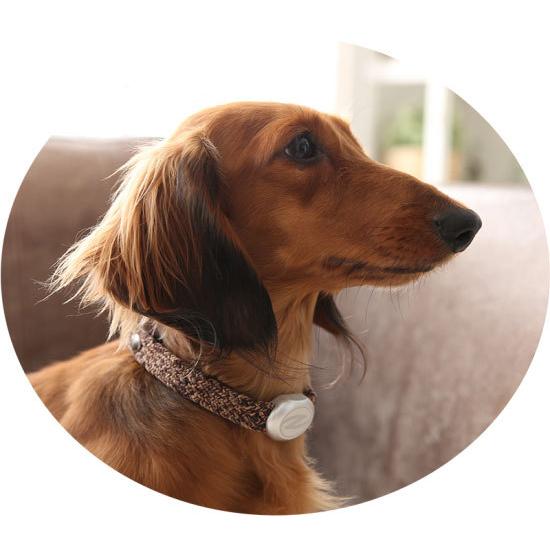 Zaoral（ザオラル）リカバリー・α（アルファ）バンド BR/SI（ブラウン/シルバー）B24821 | Cronos | 02