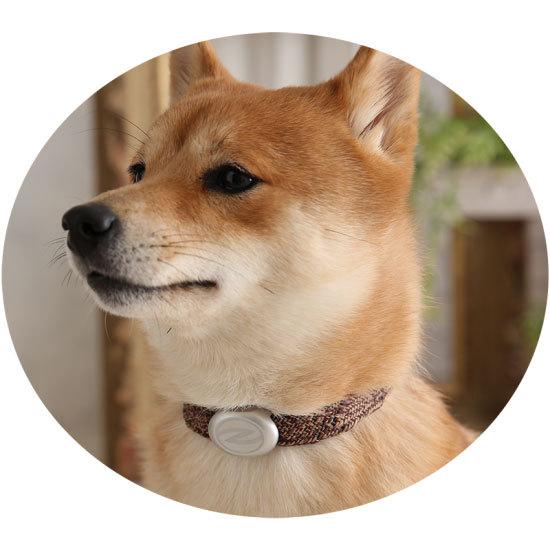 Zaoral（ザオラル）リカバリー・α（アルファ）バンド BR/SI（ブラウン/シルバー）B24821 | Cronos | 03