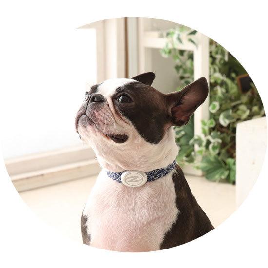 Zaoral（ザオラル）リカバリー・α（アルファ）バンド NV/SI（ネイビー/シルバー） B25021 | Cronos | 11