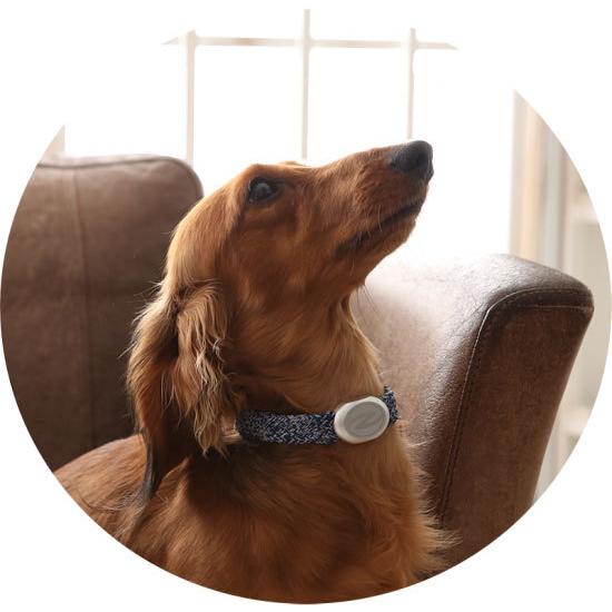 Zaoral（ザオラル）リカバリー・α（アルファ）バンド NV/SI（ネイビー/シルバー） B25021 | Cronos | 02