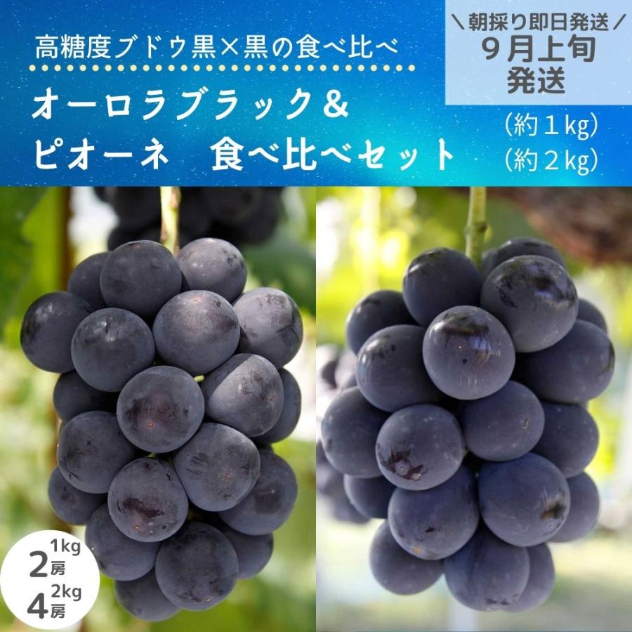 広島県産ピオーネ／2kg 【10月23日発送予定】 bFyuMjPzb0, フルーツ ...