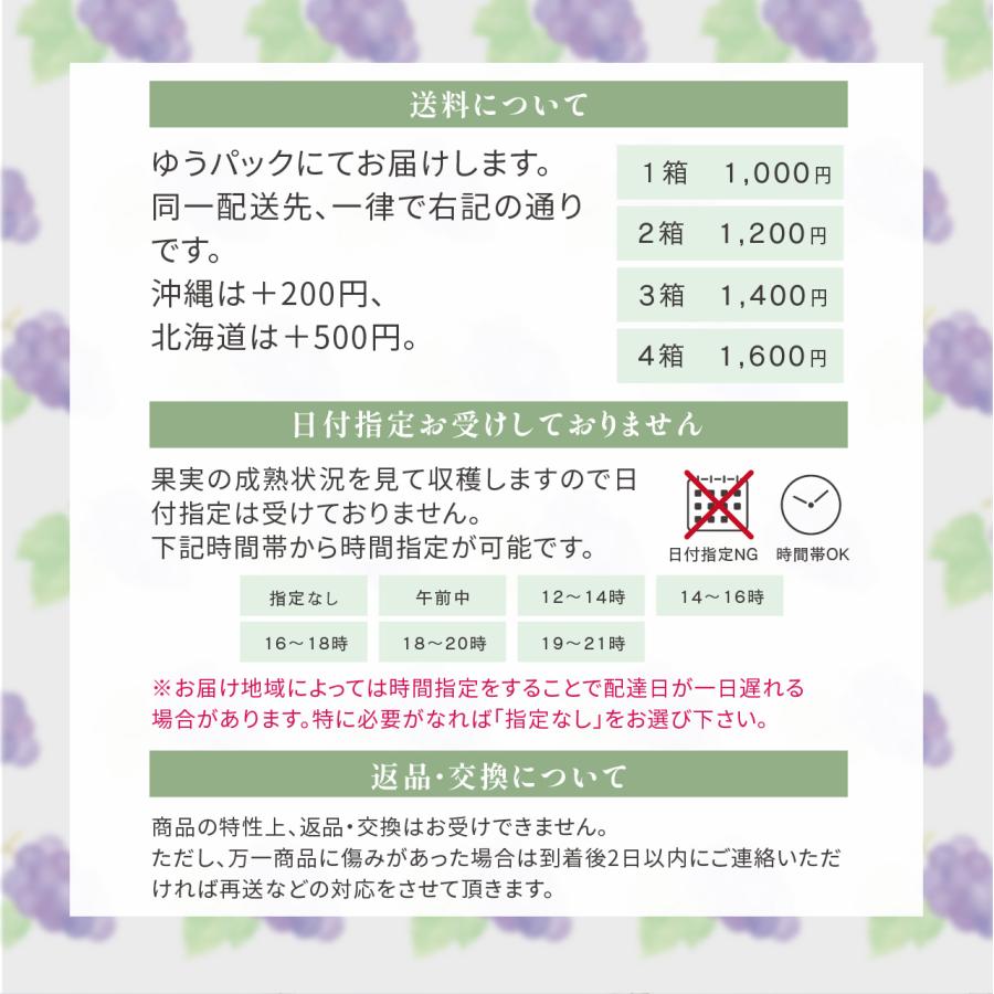 【岡山県産】オーロラブラック（2房　約1kg）秀品 農家直送 朝採り お取り寄せ ギフトにも 8月末から発送開始 ぶどう ブドウ 葡萄 吉備ひかり農園 |  | 02