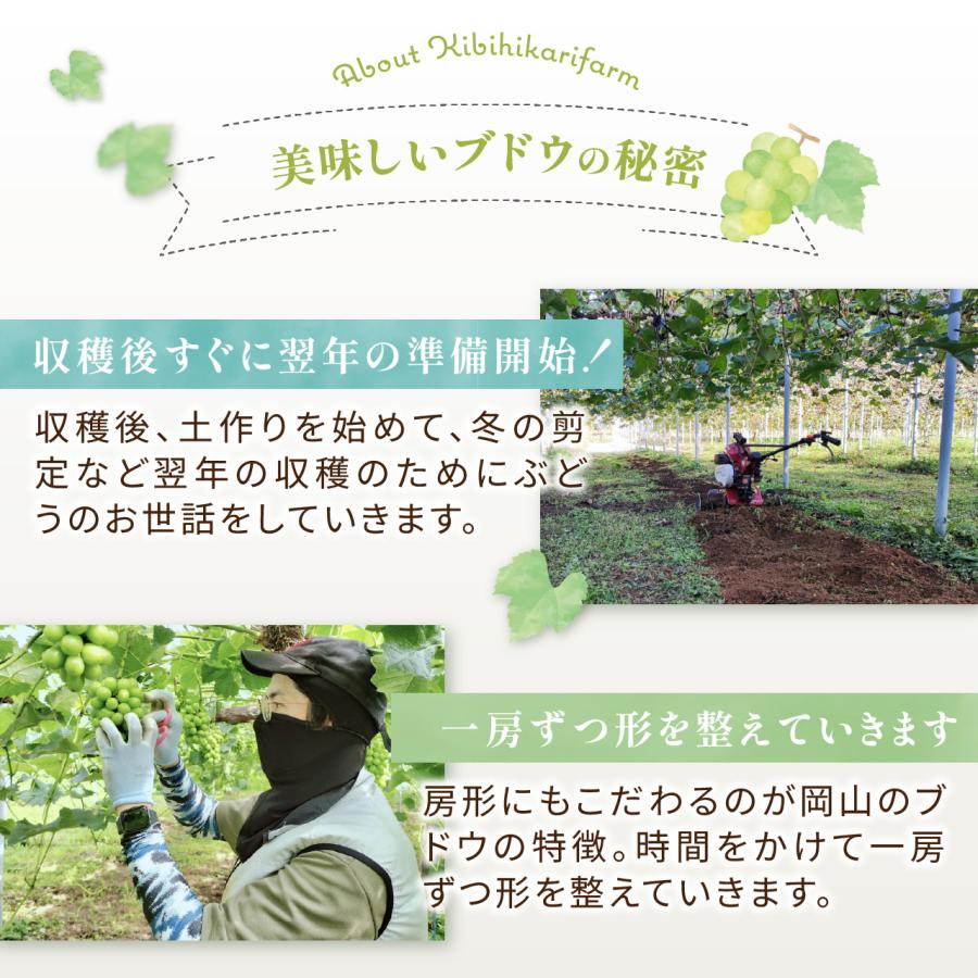 【岡山県産】オーロラブラック（2房　約1kg）秀品 農家直送 朝採り お取り寄せ ギフトにも 8月末から発送開始 ぶどう ブドウ 葡萄 吉備ひかり農園 |  | 04