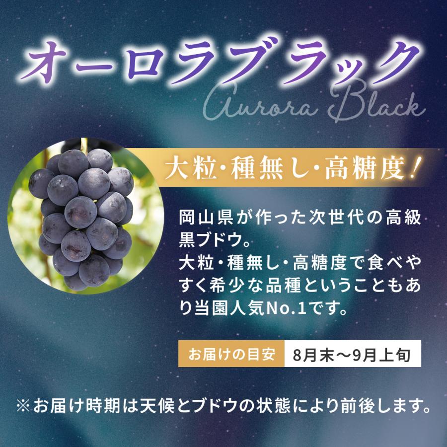 【岡山県産】オーロラブラック（2房　約1kg）秀品 農家直送 朝採り お取り寄せ ギフトにも 8月末から発送開始 ぶどう ブドウ 葡萄 吉備ひかり農園 |  | 07