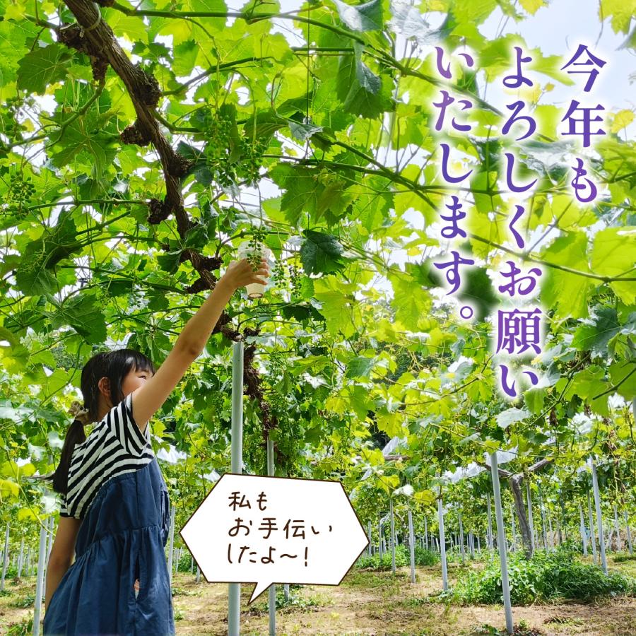 【岡山県産】オーロラブラック（2房　約1kg）秀品 農家直送 朝採り お取り寄せ ギフトにも 8月末から発送開始 ぶどう ブドウ 葡萄 吉備ひかり農園 |  | 08