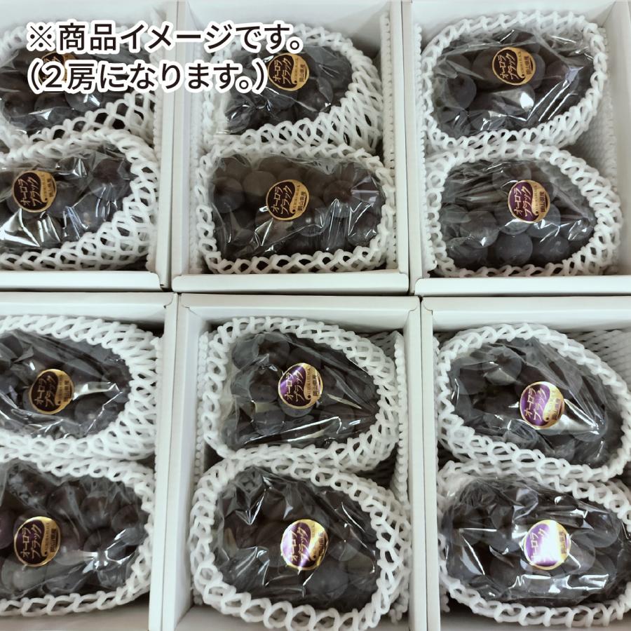 【岡山県産】オーロラブラック（2房　約1kg）秀品 農家直送 朝採り お取り寄せ ギフトにも 8月末から発送開始 ぶどう ブドウ 葡萄 吉備ひかり農園 |  | 09
