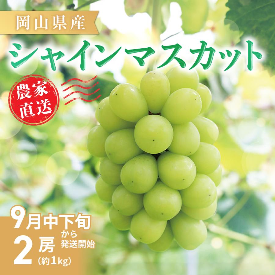 【岡山県産】シャインマスカット（約1kg 2房） 9月中下旬発送 秀品 農家直送 朝採り お取り寄せ ギフトにも ぶどう ブドウ 葡萄 吉備ひかり農園 | 