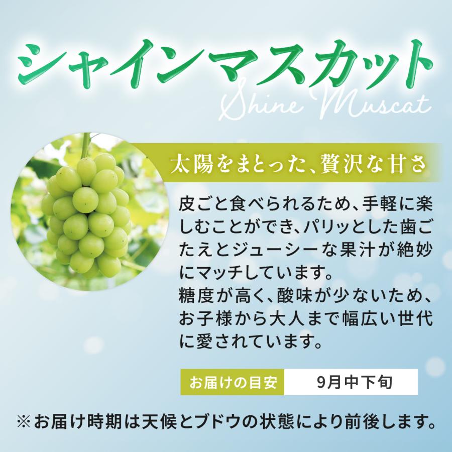 【岡山県産】シャインマスカット（約1kg 2房） 9月中下旬発送 秀品 農家直送 朝採り お取り寄せ ギフトにも ぶどう ブドウ 葡萄 吉備ひかり農園 |  | 03