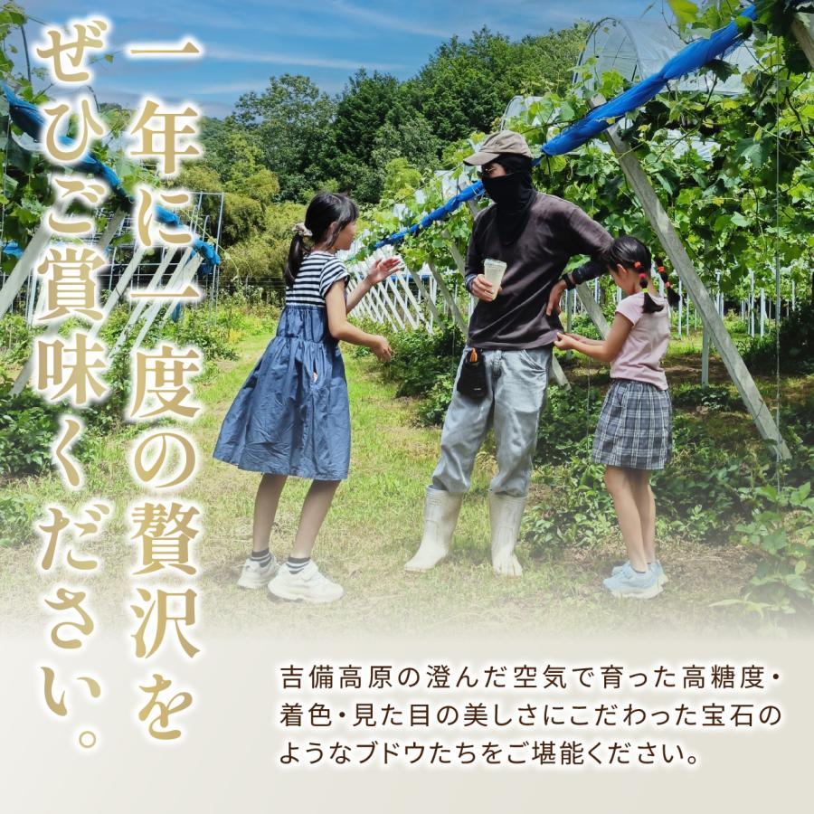 【岡山県産】シャインマスカット（約1kg 2房） 9月中下旬発送 秀品 農家直送 朝採り お取り寄せ ギフトにも ぶどう ブドウ 葡萄 吉備ひかり農園 |  | 07