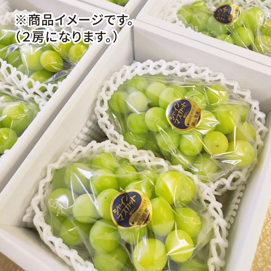 【岡山県産】シャインマスカット（約1kg 2房） 9月中下旬発送 秀品 農家直送 朝採り お取り寄せ ギフトにも ぶどう ブドウ 葡萄 吉備ひかり農園 |  | 09