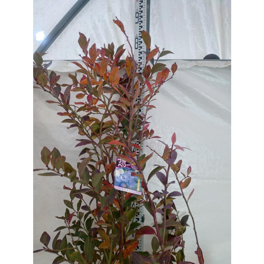 特大 ブルーベリー バルドウィン 1.5m〜 根巻き : 吉瀬園芸 - 通販