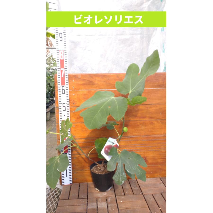 イチジク ビオレソリエス2年生 15cmポット苗 : 吉瀬園芸 - 通販