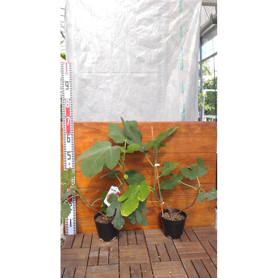 イチジク ビオレソリエス2年生 15cmポット苗 : 吉瀬園芸 - 通販