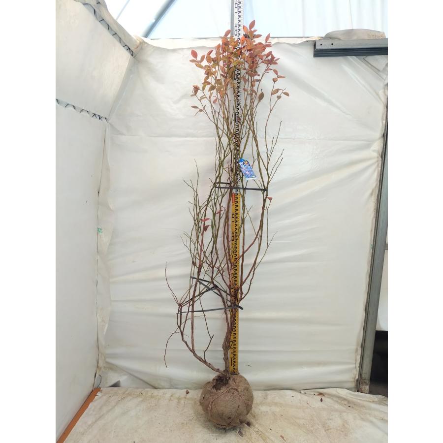 大株 ブルーベリー マグノリア 1.2m 根巻き : 吉瀬園芸 - 通販 - Yahoo