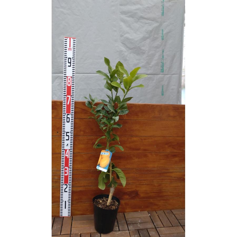 セオレム　15ポンド　プラグ無し NGK ホンダ ズーマー (NPS50) AF54 AF58 標準プラグ 正規品 日本特殊