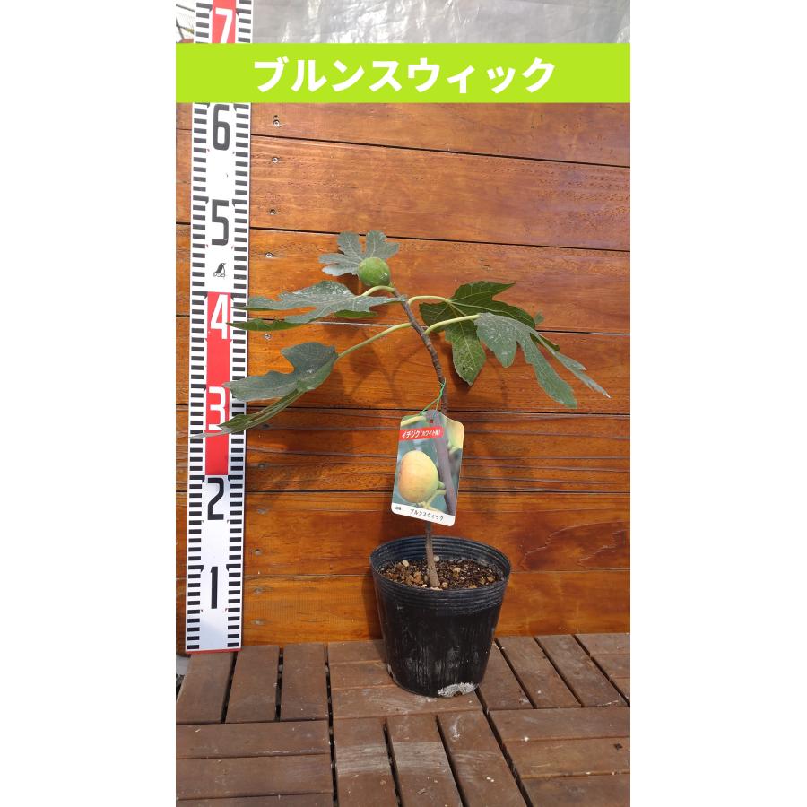 イチジク ブルンスウィック ２年生 15cmポット苗（Yahoo!・吉瀬園芸）