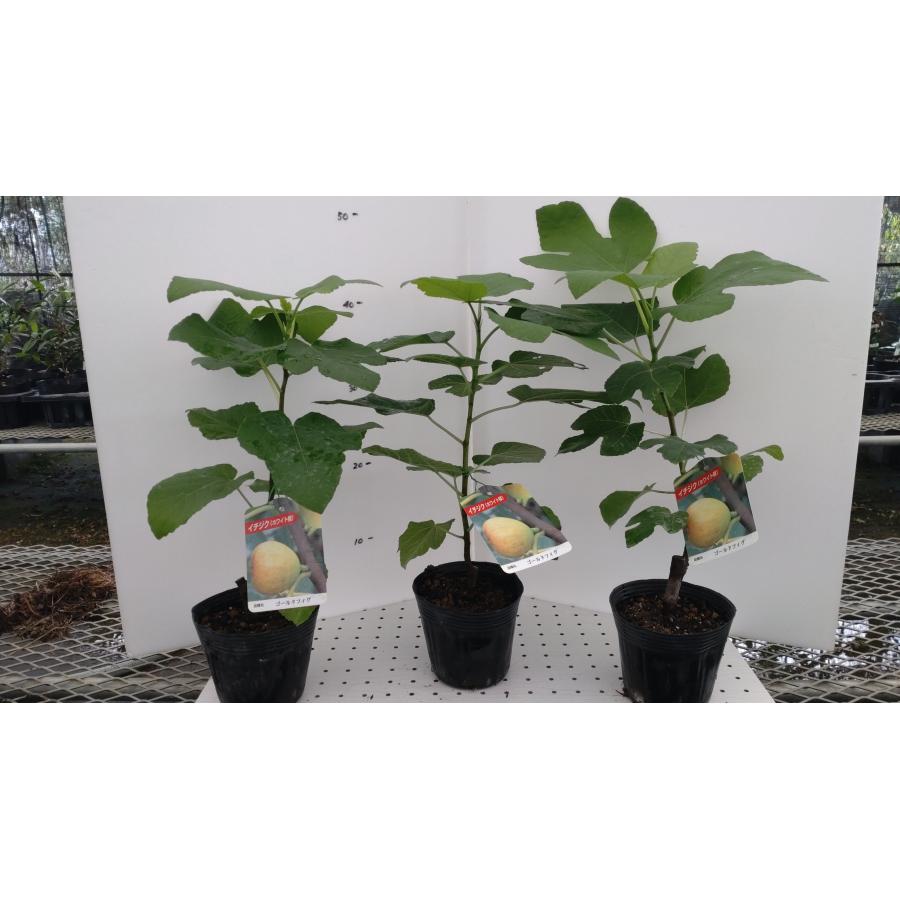 FIG課長　いちじく苗 楽天市場】【ケース販売：15入】 イチジク（無花果：ドーフィン