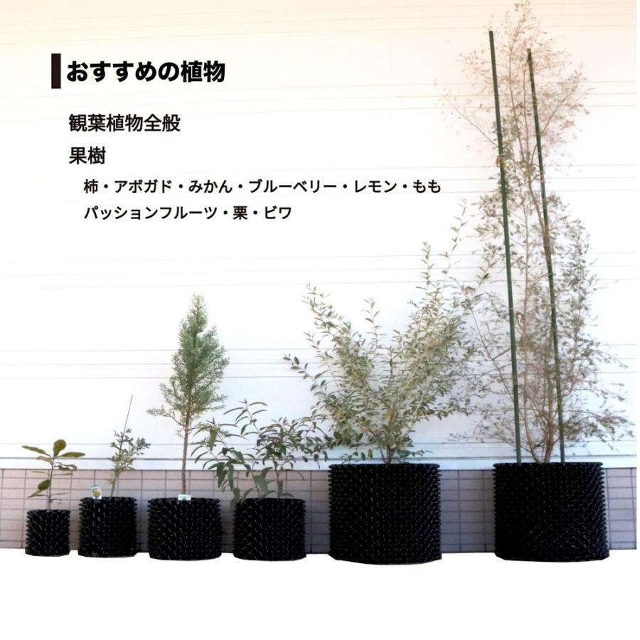 シルバーティーツリー　ルートプラスポット入り/ 559 シルバーティーツリー ルートプラスポット入り/ 559