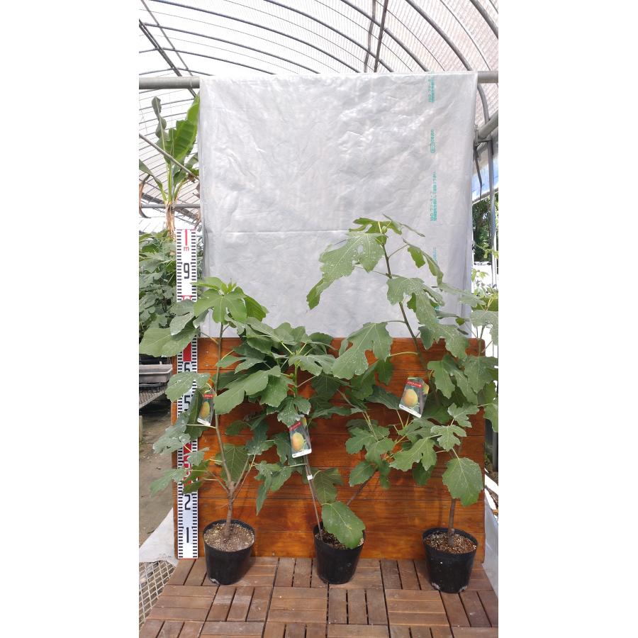 solisさん苗　イチボ　希少苗 solisさん苗 イチボ 希少苗 イチジク ハント 2年生 15cmポット苗