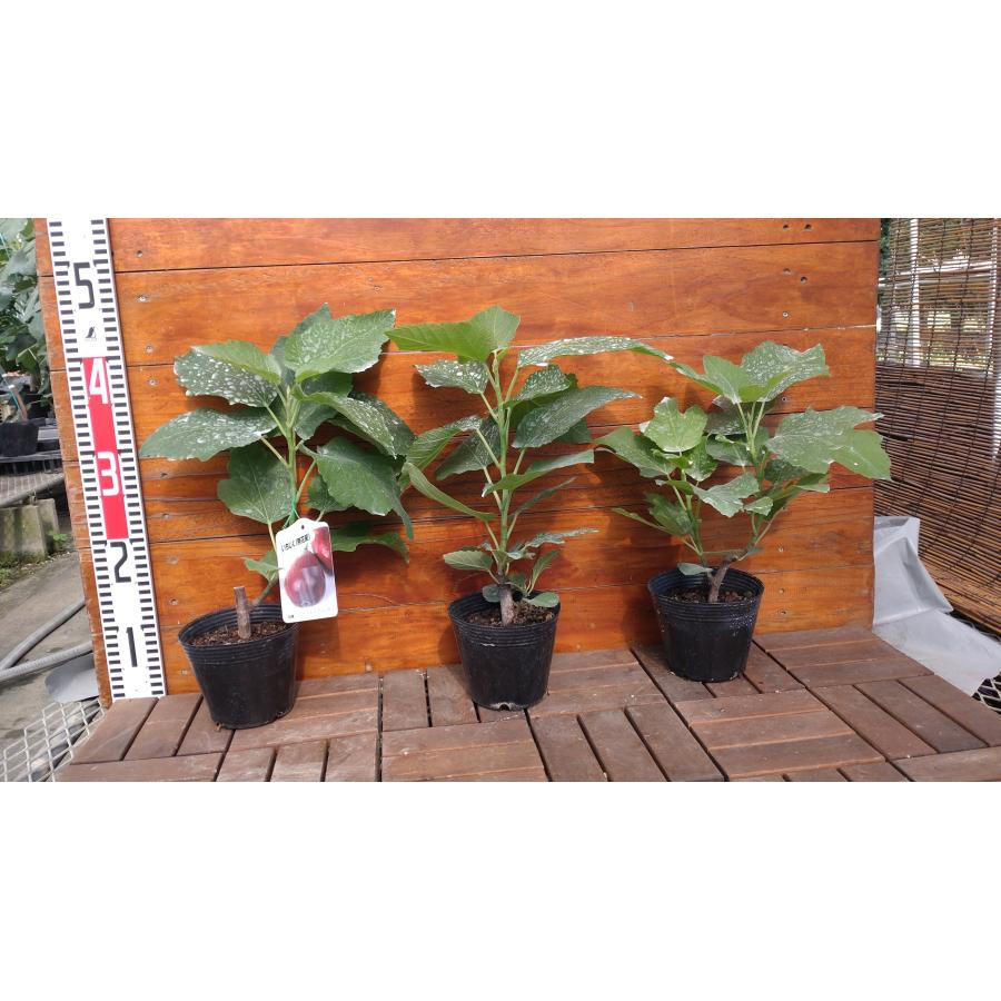 超希少樹種 Cessac （ セサック ）　イチジク　接木苗木 超希少樹種 Cessac （ セサック ） イチジク 接木苗木