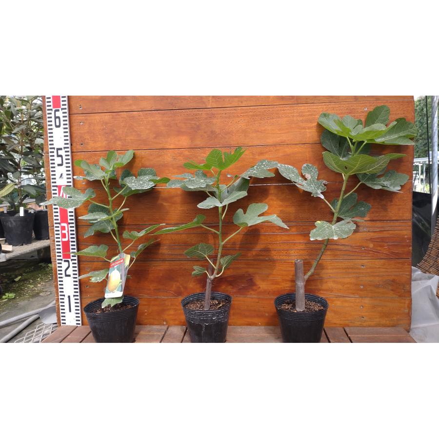 イチジク 国内アルマ 1年生12cmポット苗 : 吉瀬園芸 - 通販 - Yahoo