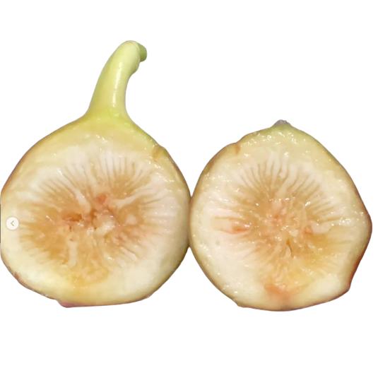 イチジク リサ 1年生／12cmポット苗 : 吉瀬園芸 - 通販 - Yahoo