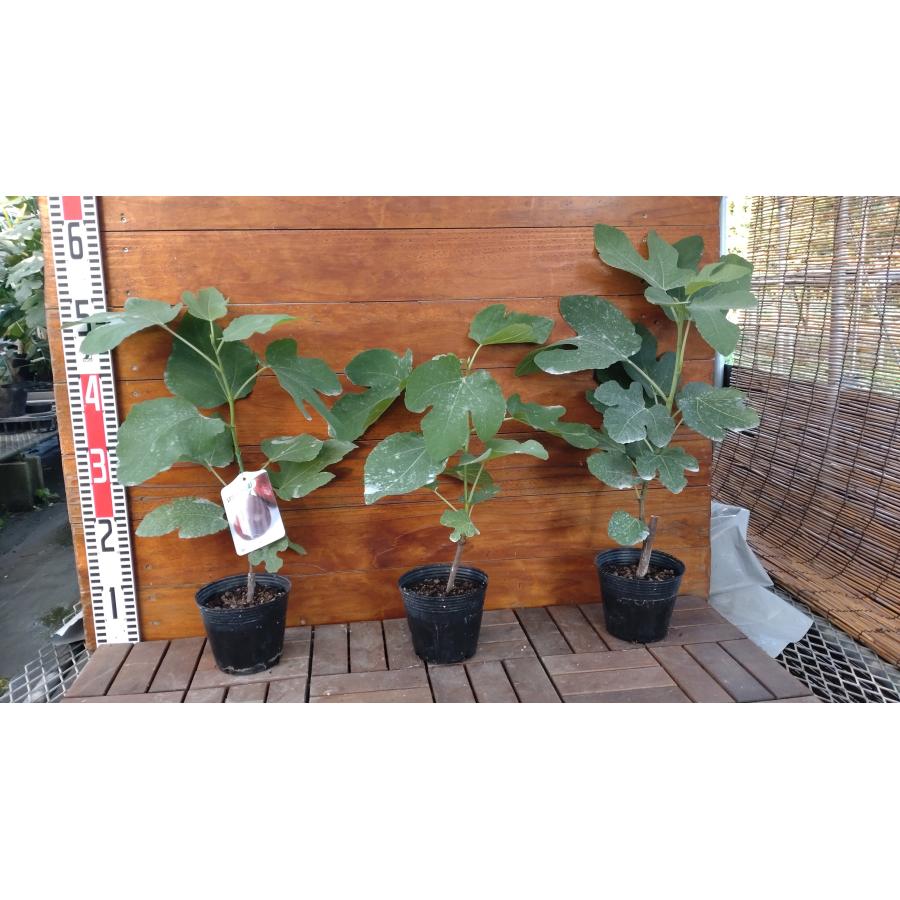 イチジク シャーアンバー 1年生12cmポット苗 : 吉瀬園芸 - 通販