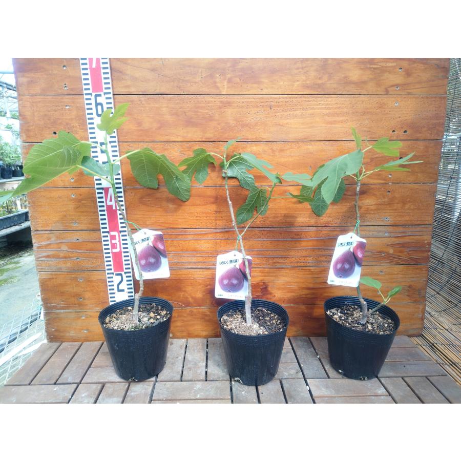 イチジク シャーアンバー 2年生15cmポット苗 : 吉瀬園芸 - 通販