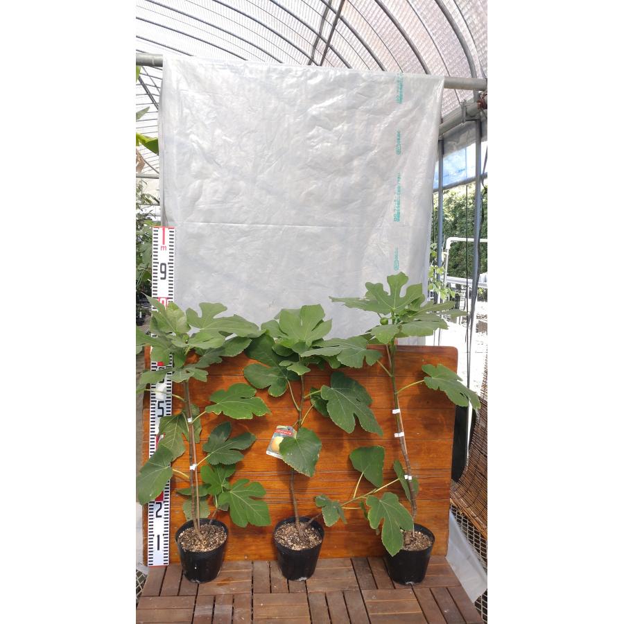 イチジク イスラエル 2年生 15cmポット苗 : 吉瀬園芸 - 通販 - Yahoo