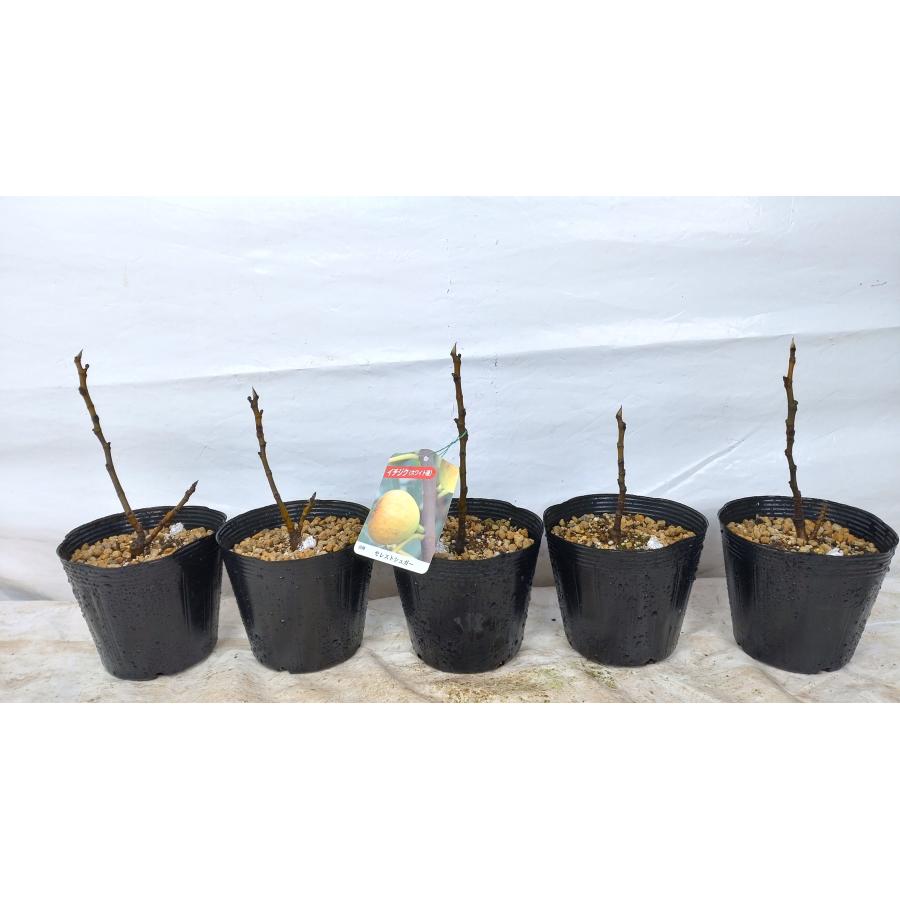いちじく セレスト シュガー 剪定枝 挿し木 観葉植物