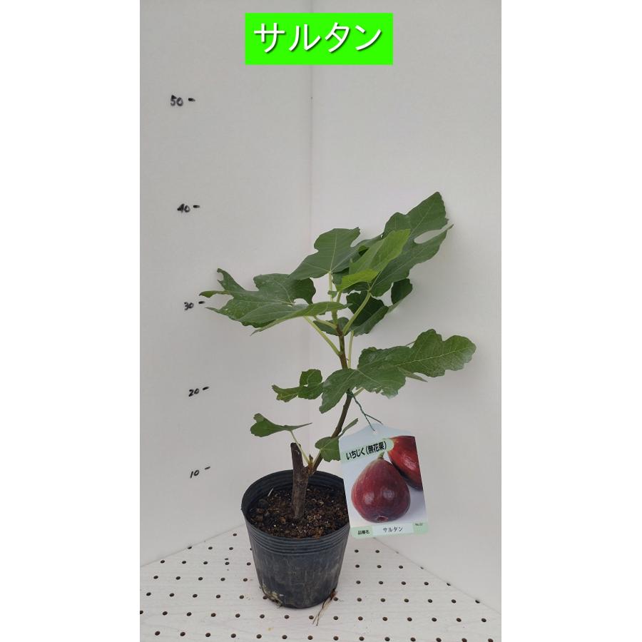 イチジク サルタン 1年生12cmポット苗 : 吉瀬園芸 - 通販 - Yahoo