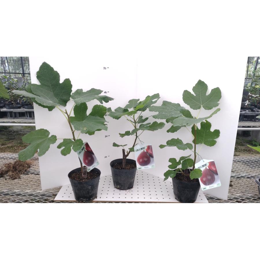 イチジク サルタン 1年生12cmポット苗 : 吉瀬園芸 - 通販 - Yahoo