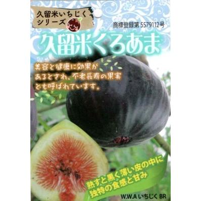 イチジク 久留米くろあま 12cmポット苗(1年生) : 吉瀬園芸 イチジク 久留米くろあま 12cmポット苗(1年生) : 吉瀬園芸