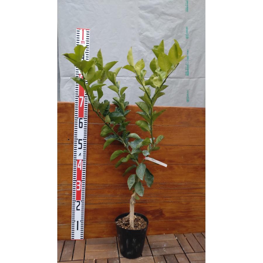 種無しカボス 香美の川 60cm前後/15cmポット : 吉瀬園芸 - 通販