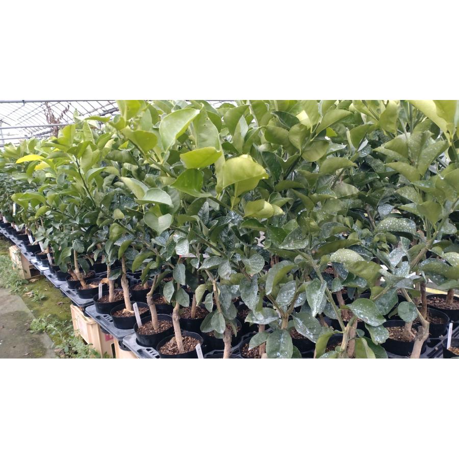 種無しカボス 香美の川 60cm前後/15cmポット : 吉瀬園芸 - 通販