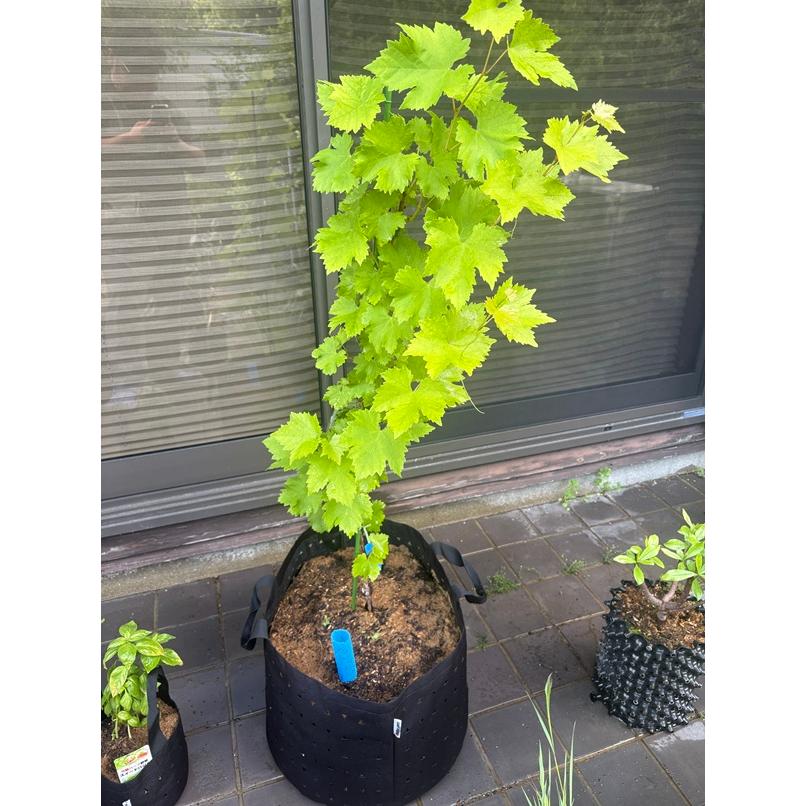 MIRAI POT OX 26.4L/12号 : 吉瀬園芸 - 通販 - Yahoo!ショッピング