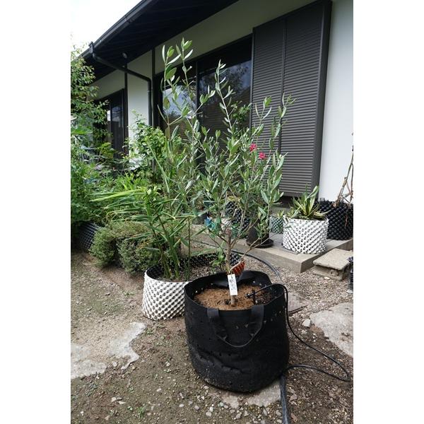 MIRAI POT OX 26.4L/12号 : 吉瀬園芸 - 通販 - Yahoo!ショッピング